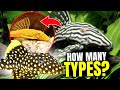 The 15 BEST Types Of Plecos