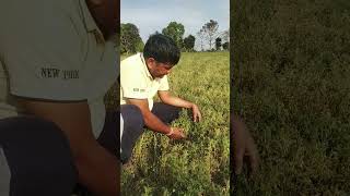 Download lagu Organic Masoor dal farming #farming #organic #viral #organicfarmfactoey mp3 Download lagu Organic Masoor dal farming #farming #organic #viral #organicfarmfactoey mp3