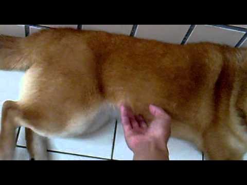 想不到我家的BIBI也會怕癢(原發表者:DOGI柴)(影片)