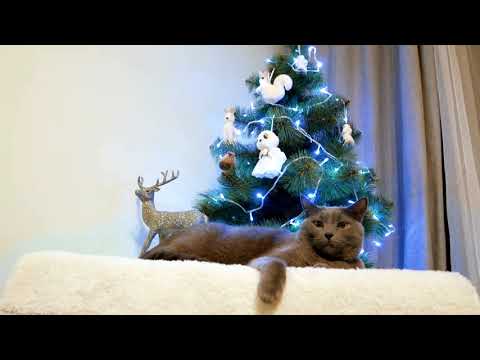 Korat Cats || Silver Tipped Bluish Grey Cat ❤️❤️❤️