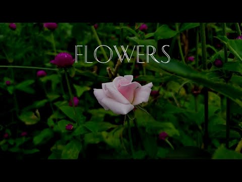 Flowers  ーFilm Shoot In My Style ー Cinema Style╏ The Praneeth╏