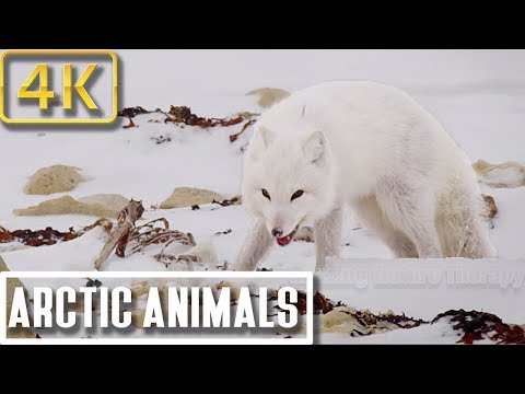 4K Pureness of Arctic Animals in Winter Storms: Nature Relaxation Therapy 4K