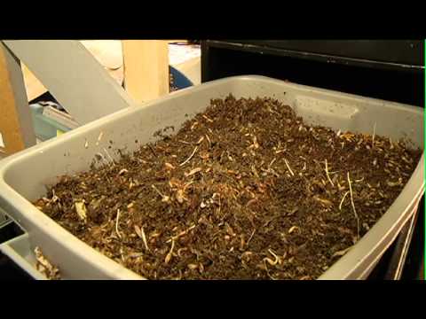 Worms at Work Profile