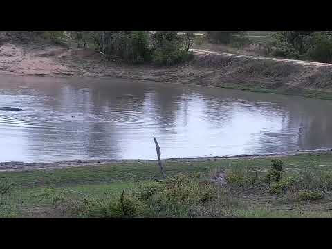 Djuma: Two Hippos in dam - 05:51 - 11/15/21