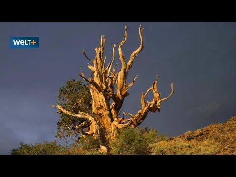 Alte Bäume: 4862 Jahre lang gewachsen - Dann kam ein Student mit Säge - WELT
