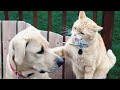 Cats Vs Dogs Fighting Funny Cats And Dogs Compilation PETASTIC