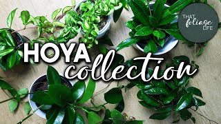 Hoya Collection and their Care Needs