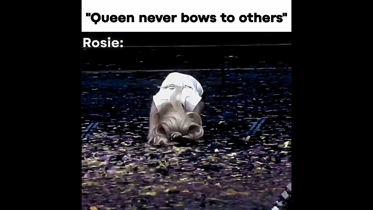 she's the real queen.. #blackpink #1mviewers #fypシ゚viral #fypシ゚viral #kpop #blackpinkdiaries