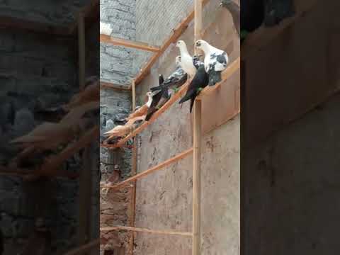 Naim Bhai ke gole kabutar ❤️