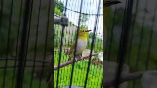 Download lagu PLECI BUXTONI GACOR# PCMI# PLECI MANIA mp3