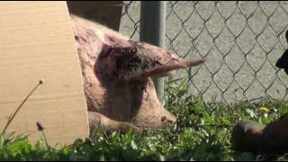 Pig Survivors Murdered outside Fearmans Slaughterhouse