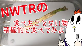 【NWTR】山うど