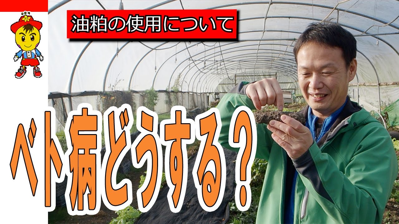 自然栽培におけるベト病と害虫の根本対策|油かすの是非と土の正常化