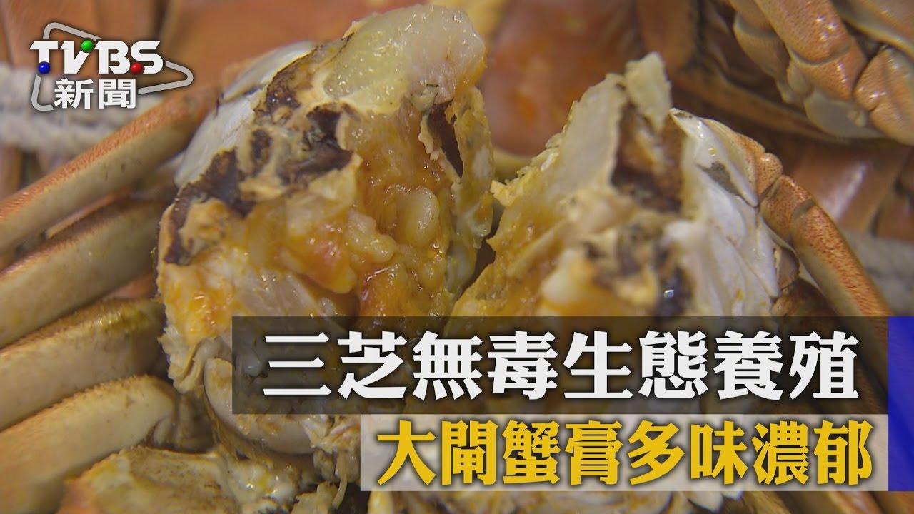 三芝無毒生態養殖 大閘蟹膏多味濃郁