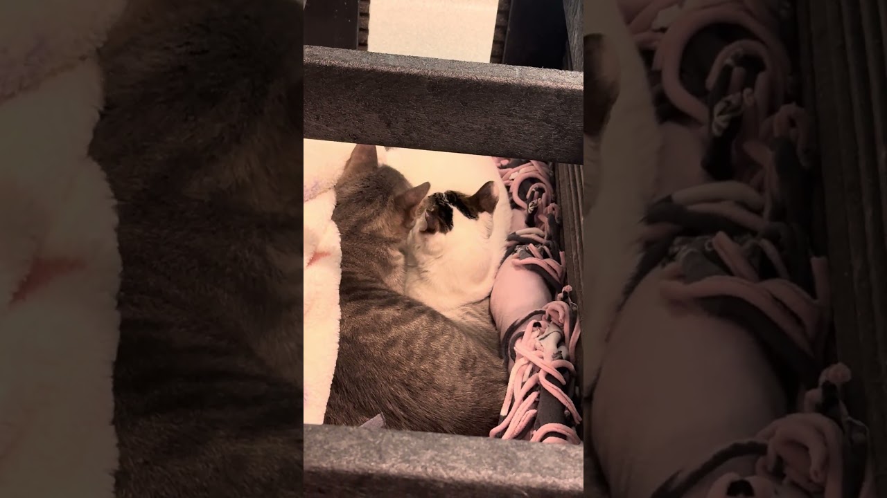 Bartender, a Adoptable Domestic Short Hair in Wheeling, IL video 6/6