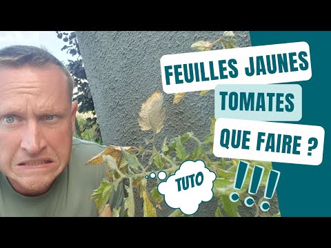 , title : 'Comment guérir les feuilles jaunes chez la tomate?'