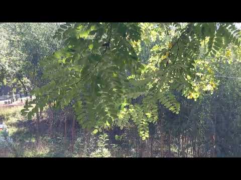 Christian Merli - Hillclimb Masters - Braga, Portugal - October 2021