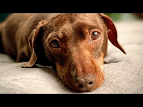 Sweet dog is obsessed with woman who saved her