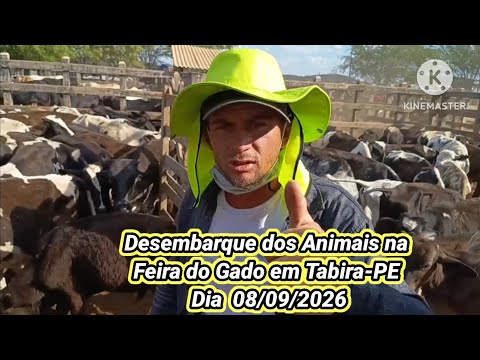 Feira do Gado Bastante Movimentada em Tabira-PE Nessa Terça-Feira 08/09 @Genecititanico 