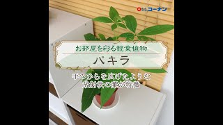 パキラを育てよう【観葉植物】