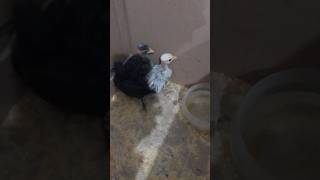 Pintinhos Garnizé. Dois São De Pescoço Pelado - 3