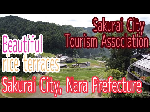 Beautiful rice terraces in Sakuraicity Sakurai City Tourism Association
