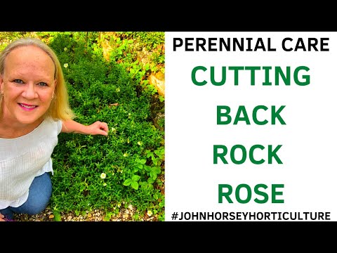 TRANSFORM YOUR ROCK ROSE WITH PERFECT PRUNING TIPS