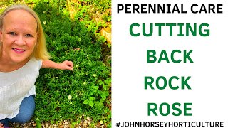TRANSFORM YOUR ROCK ROSE WITH PERFECT PRUNING TIPS