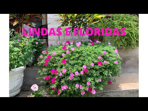 Eleven O'Clock Flowers: Beautiful and Always Full of Flowers 🌺 / How to Plant and Care for Them C...