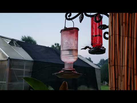 Hummingbird Feeding Frenzy! #hummingbirds