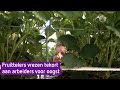 Fruittelers vrezen tekort aan arbeiders voor oogst