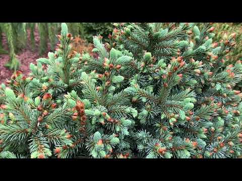 Picea engelman...