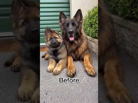 big German Shepherd🖤🖤🖤