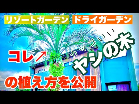 園芸 ヤシの木