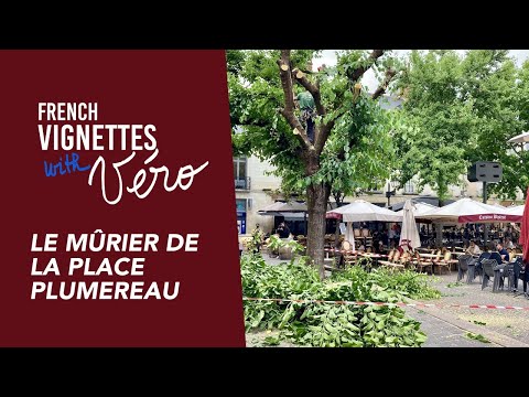 Vinheta Francesa: Le mûrier de la Place Plumereau, Tours, França