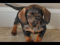 Miniature Dachshund dogs for sale: Hailey  - Video 1