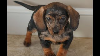 Video preview image #1 Dachshund Puppy For Sale in HONEY BROOK, PA, USA