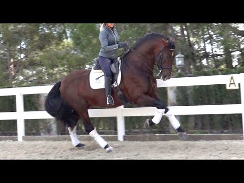 QUALITY PRE FOR DRESSAGE - TOP GAITS WINNER IN DIFERENT LEVELS