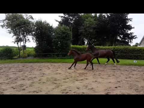 Latrell van de Tjongershoeve (v. Quasimodo van de Molendreef)