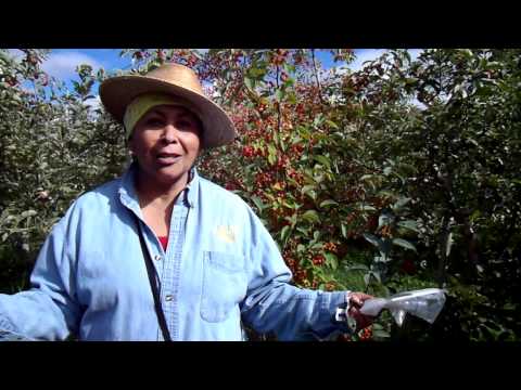 download lagu mp3 mp4 Gravenstein Apples For Sale Washington, download lagu Gravenstein Apples For Sale Washington gratis, unduh video klip Gravenstein Apples For Sale Washington