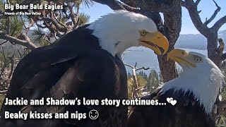 FOBBV CAM🦅Jackie &amp; Shadow&#39;s Love Story Continues...💕Beaky Kisses &amp; Nips😊2023-04-19