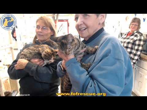 Adoption of Epona and Nala 12-08-2021  Friends of Felines Rescue Center (FFRC)