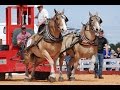 Gentle Giants National Championship Draft Horse Pull