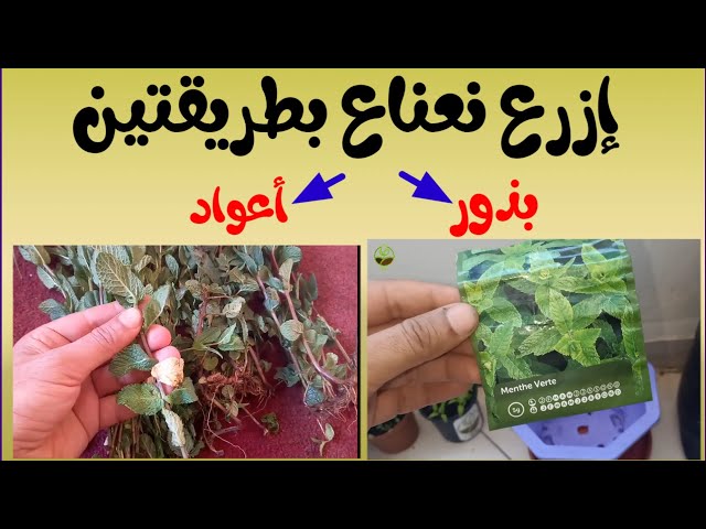 كيف تزرع النعناع من البذور