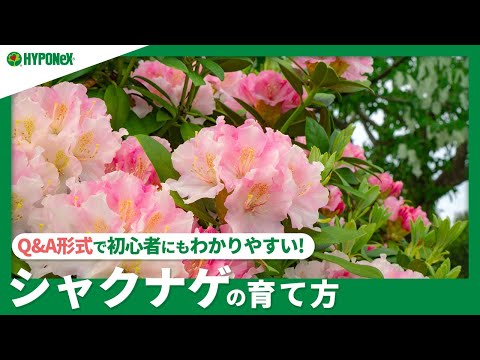 ススキの管理方法は？エレファントグラスの植え方、剪定、肥料のやり方に関するヒント  庭園