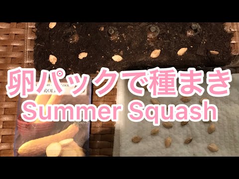 園芸 スカッシュ、ズッキーニ