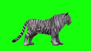 Download lagu Green Screen Chromakey - White Tiger standing Tiger stand pose Tiger resting mp3