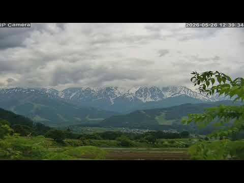 野平一本櫻/ 白馬三山