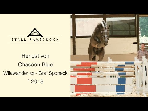 Nr 35 Chacoon Blue x Wilawander xx