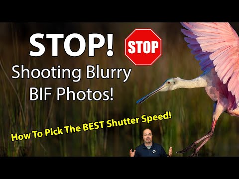 Shutter Speeds For TACK SHARP Bird-In Flight Photos!
